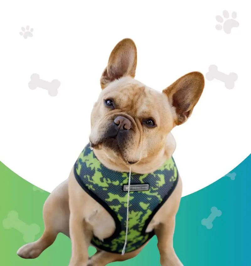 Perrito con pechera