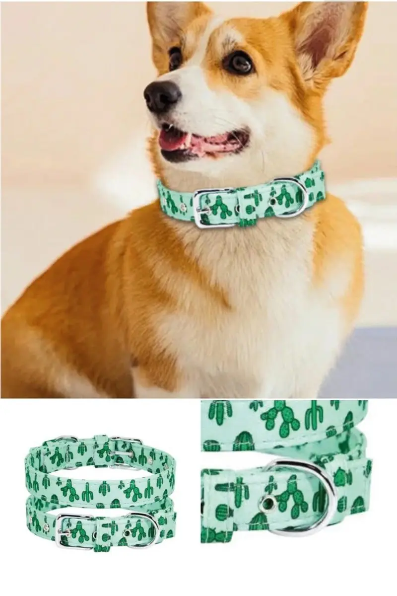 Collar cactus