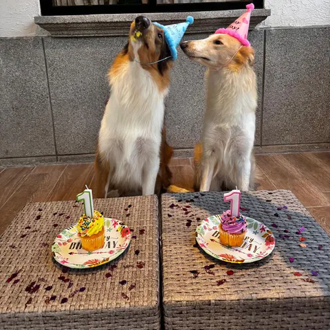 Dos de los perros con gorritos de cumpleaños y sus pastelitos