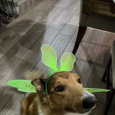 Perrita con alitas verdes de disfraz