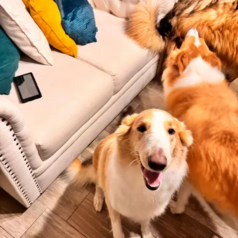 Dos perros junto al sillón de la sala