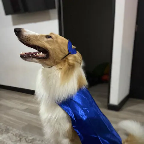 Perro collie con capa azul de superhéroe