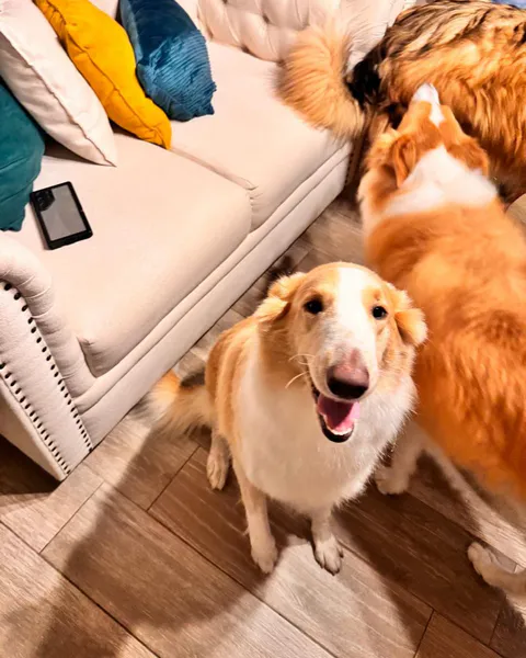 Dos de nuestros perros, con el pelaje brillante, en la sala de la casa